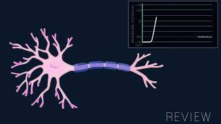 جهد الفعل في الخلايا العصبية | action potential in the neuron.