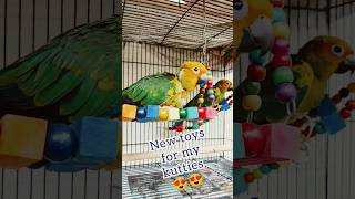 Amazon Finds - New toys for my sun conure chicks #shorts #unboxing #pets