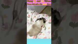 funny Cats and dogs  videos|  Funny Animals Videos Try not to laugh #funny #funnyanimla #animalsfail