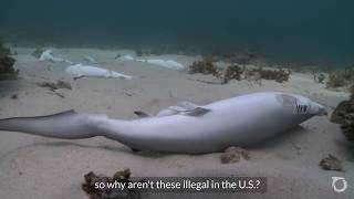 Alexandra Cousteau: Ban the US Shark Fin Trade | Oceana