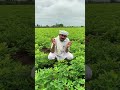 તેલ જુઓ તેલની ધાર જુઓ i sahaj oil i 9104116500 organicfarming sahajoil sahajsingtel sahaj