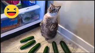 Funniest Cats 😹 - Silliest Creature on Earth 😂 - Funny Cats s 2023