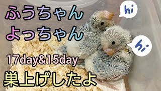 最後の５羽の雛☺️羽色？天星？どんな子になるのかな😍#セキセイインコ #成長記録  #はくとそら