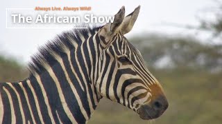 Zebra, Wildebeest and Giraffe | The Africam Show