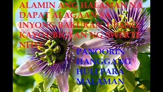 ALAMIN ANG MGA HALAMAN NA NAGBIBIGAY NG SWERTE EVERYDAY + BRING YOU HEALTH AND WEALTH