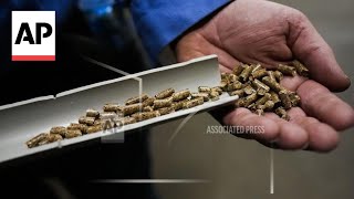 Wood pellets boom in the US raises health and environmental concerns