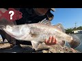 (屏東休閒池)林邊大金池。釣金目鱸，可以釣路亞喔!｜ Taiwan Fishing