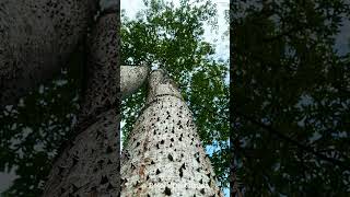 botanical  #කටු ඉඹුල  #Katu Imbula Tree #shorts