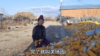 东北农村秋收结束，五十亩地苞米铺满场院，老妈高兴的要炒菜喝酒