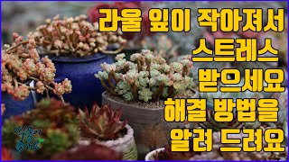 멋진 다육이 라울 잎이 작아져서 스트레스 받으세요 해결방법을 알려드려요(succulent,たにくしょくぶつ)