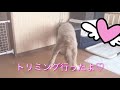 ルーク【ゴールデンドゥードル】トリミング行ったよ♡