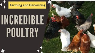 Incredible Poultry Farm Technology Produces Million Turkeys 🍗   Modern Turkey processing Factor