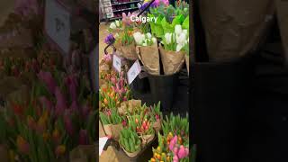 Flowers in safeway#flower#colorful #tulip #hyacinth #flowersprice#northamerica#calgarylive#aesthetic