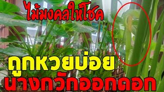 ฮือฮา!💥💥ต้นนางกวักออกดอก💥💥คอหวยจุดธูปเสี่ยงหวย เลข3ตัวโผล่ชัด เจ้าของเฮงบ่อย ถูกหวยตลอด