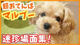 【マルプー】かわいい！癒やされる！笑える！迷珍場面総集編