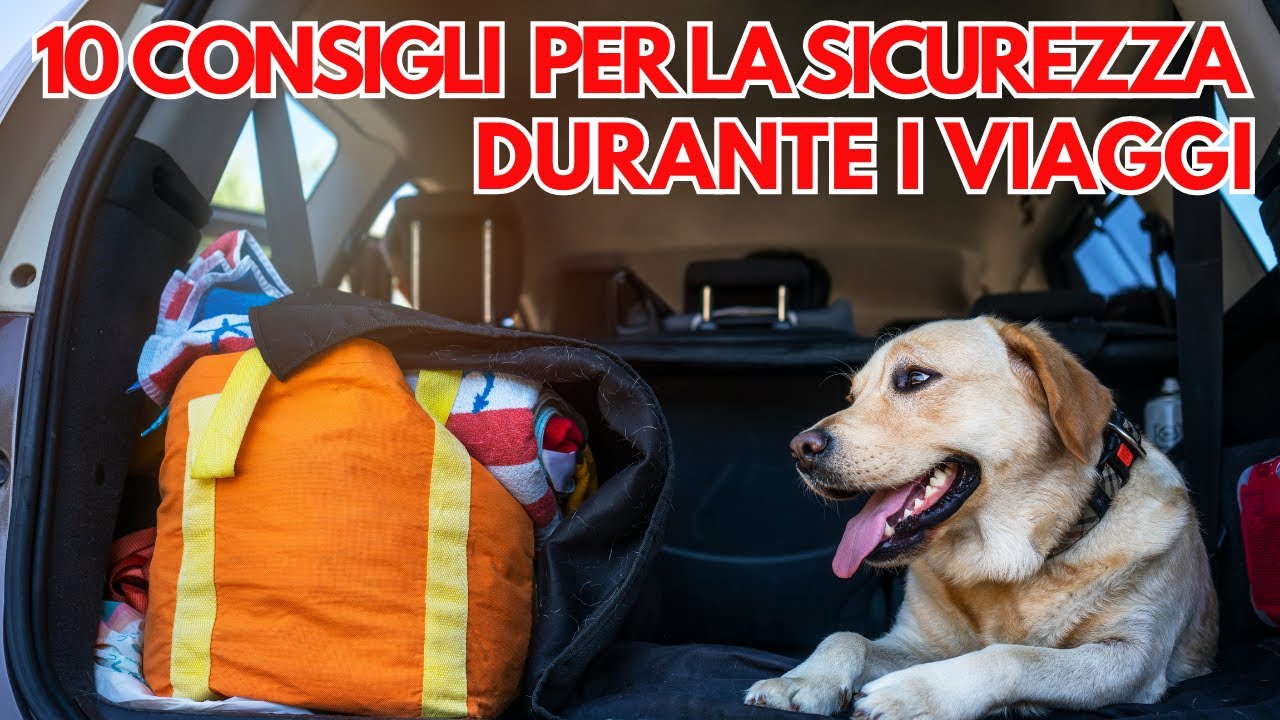 VIDEO CANI - 10 CONSIGLI PER LA SICUREZZA DURANTE I VIAGGI - Il Tuo ...