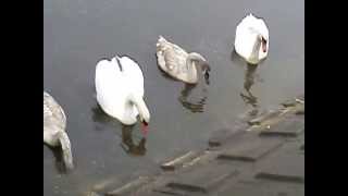 20141013　手賀川浅間橋上流のハクチョウ白鳥スワンSWANS