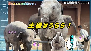 【うらら神回 】姉妹の猛アピールにお客さんの反応がすごい!飼育員さんは困惑 #うらら #東山動物園　ゾウ #アジアゾウ