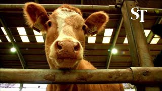 Caged animal farming must end in EU, European Commission says