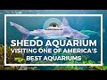 The Shedd Aquarium Chicago - Our Visit to one of America's best Aquariums