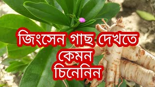 জিনসেং গাছ দেখতে কেমন, জিনসেং গাছ চেনার উপায়#farming #gardening #agriculture