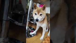 タヌキ顔とキツネ顔の柴犬💘