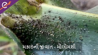 મકાઈમાં મોલોમશી | Management of aphids in maize