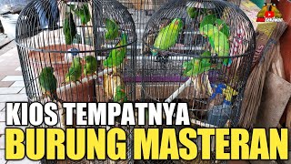 JUAL BURUNGNYA MULAI 15.000 AN DAN BANYAK STOK BURUNG MASTERAN KIOS PASAR BURUNG PRAMUKA