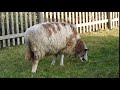 草を食べる羊とヤギ　sheep u0026 goat 2016 1203