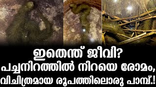 ഇതെന്ത് ജീവി? പച്ചനിറത്തിൽ നിറയെ രോ​മം, വിചിത്രമായ രൂപത്തിലൊരു പാമ്പ്.! | Amazing This Item