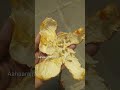 how to grow orange 🍊plant from seed at home orange gardening