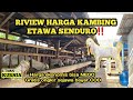 RIVIEW HARGA KAMBING ETAWA SENDURO‼️ Harga ekonomis bisa nego gratis ongkir sejawa di Kurnia senduro