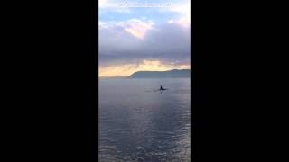 Superpod Of Whales On Pender Islands, BC Canada