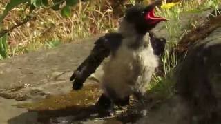 Hooded Crow fledgling standing on the rock slope; vocalizing, gesturing