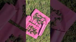 How to make prop cannabis background buds for film and television