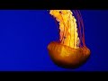 Amazing swimming jellyfish with relaxing music