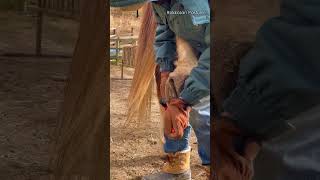 蹄のお手入れ【六甲山牧場】馬王さん Haflinger #shorts