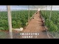 种番茄再低的温度也不怕，简单的加温方式，新型栽培就是好！【付老师种植技术团队官方频道】