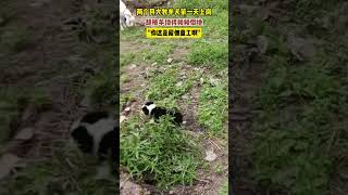 两个月大牧羊犬第一天上岗，却被羊顶得频频倒地。\