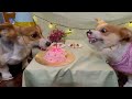 birthday gone wrong corgi version