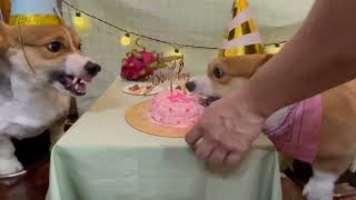 Birthday Gone Wrong - Corgi version