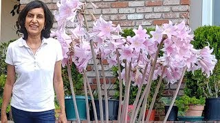 Growing Belladonna or Pink Amaryllis or Naked Lady from Bulbs - part 1 with actual results