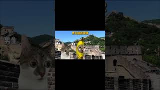 男生旅遊現狀#貓meme #funny #搞笑 #cat #真實 #旅行 #旅遊 #男生 #shortsvideo #shortvideo #shorts #short