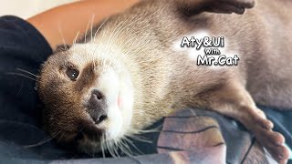 まるで磁石のようにくっついてくるカワウソたち [Otter Life Day 764]