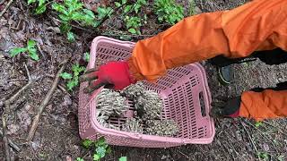 何人の・・お釈迦様に出会ったことか　シャカシメジ　センボンシメジ　Sugar apple　Lyophyllum fumosum