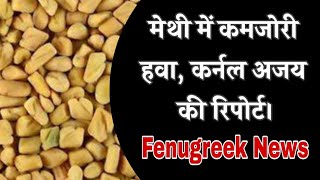 मेथी में कमजोरी हवा, कर्नल अजय की रिपोर्ट। Fenugreek News