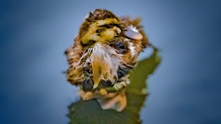 無修正0726C【カルガモ親子に大雨】親なし捨て子びしょ濡れ。ナマズと驚く子ガモ。セミを捕食。カワセミ幼鳥やカラス、ハクセキレイあまやどり【野鳥の雨天撮影】BGM解説なしの垂れ流し作業用動画