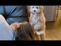 Puppy Having Her First Period And Acting Cranky | Dog Diaper