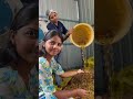 minivlog 294 🤷‍♀️neenga biriyani ah pongal panirkingla😂 nalagu maavu preparation minivlog diml