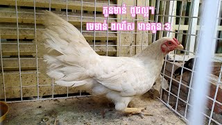 កូនមាន់ ពូជល្អៗ - មេមាន់ ពណ៌ស មានកូន 3